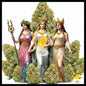 Adventure of ganyas in the cosmos