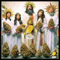 The dance of joints in wisdom