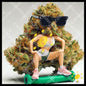 Athletic moñito on the cosmic track