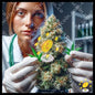 Weed in the garden of dreams