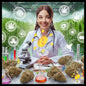 Yerba in the dance of discoveries