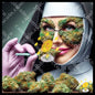 Yerba in the family of nature
